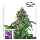 SUPER SATIVA SEED CLUB - KAREL'S HERER HAZE - REGULAR - 12 SEEDS