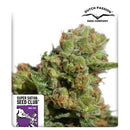 NEW - SUPER SATIVA SEED CLUB - AUTO BRUCE LEMON DIESEL -  8 SEEDS