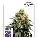 NEW - SUPER SATIVA SEED CLUB - BRUCE LEMON DIESEL - 8 SEEDS