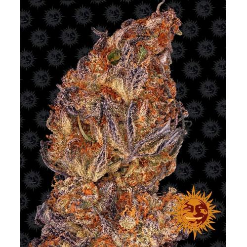 BARNEY'S FARM -  RUNTZ AUTO - 10 SEEDS