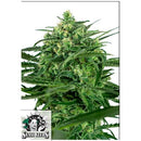 SENSI SEEDS - SENSI AMNESIA - 1 SEED