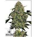 WHITE LABEL - O.G. KUSH AUTO - 5 SEEDS