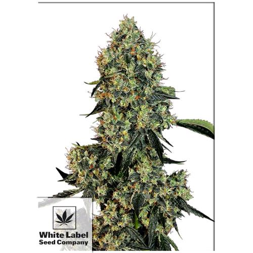 WHITE LABEL - O.G. KUSH  FEM- 1 SEED