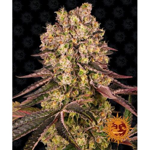 BARNEY'S FARM - RUNTZ MUFFIN FEM - 1 SEED