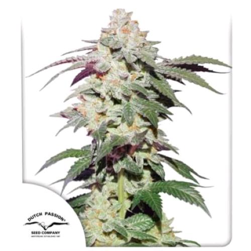 DUTCH PASSION - SKYWALKER HAZE FEM - 100 SEEDS