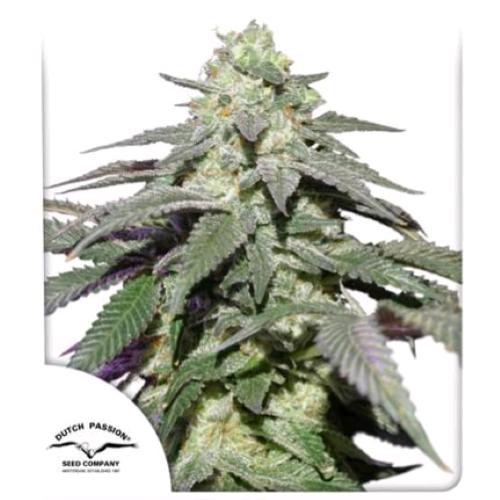 DUTCH PASSION - SKYWALKER HAZE AUTO - 100 SEEDS