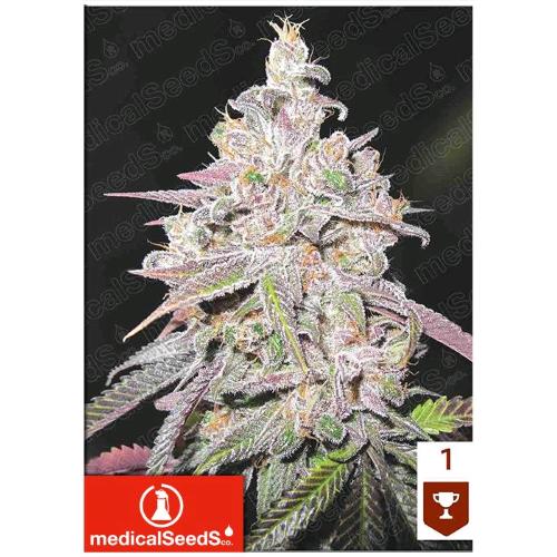 MEDICAL SEEDS - MENDOCINO CHANEL KUSH - 3 SEEDS