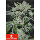 MEDICAL SEEDS - SOUR GLUE - 3 SEEDS