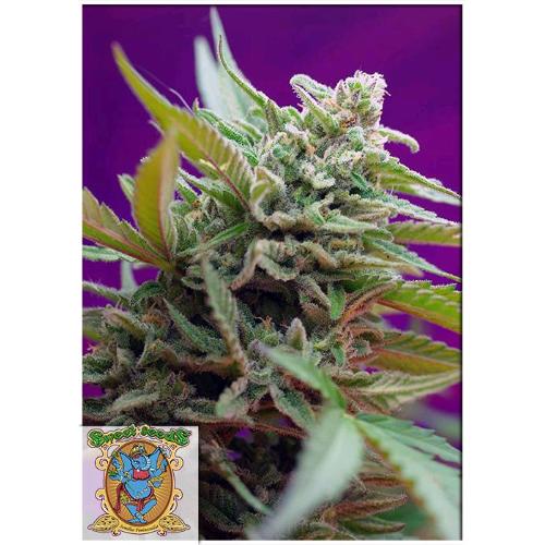 SWEET SEEDS - BLACK JACK AUTO - 3+1 SEEDS