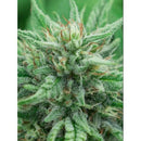 ENECTA - ENECTAROL (CBG) FEM - 25 SEEDS