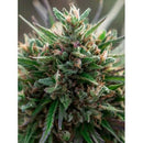 ENECTA - ENECTALIANA (CBD SEEDS) FEM - 25 SEEDS