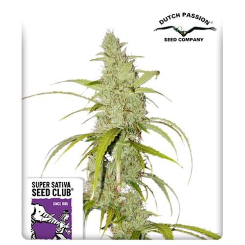 SUPER SATIVA SEED CLUB - AUTO CREEPER - 8 SEEDS