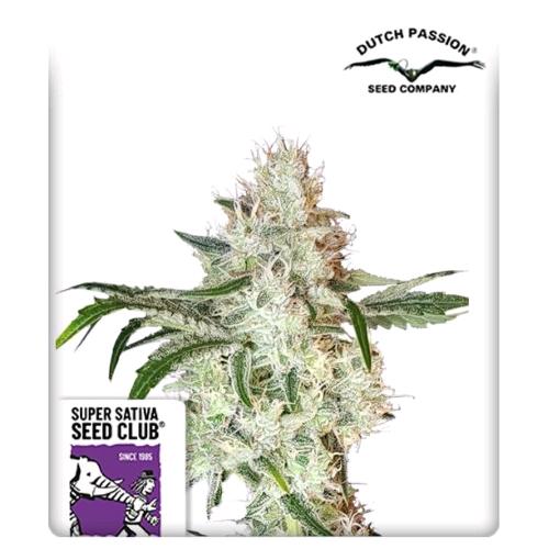 SUPER SATIVA SEED CLUB - LEMON O.G. - 8 SEEDS