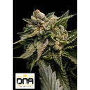 DNA GENETICS -  STRAWBERRY SORBET FEM - 6 SEEDS