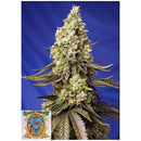SWEET SEEDS - RUNTZ XL AUTO - BULK 100 SEEDS