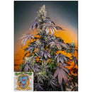 SWEET SEEDS - RED GORILLA XL AUTO - 3+1 SEEDS