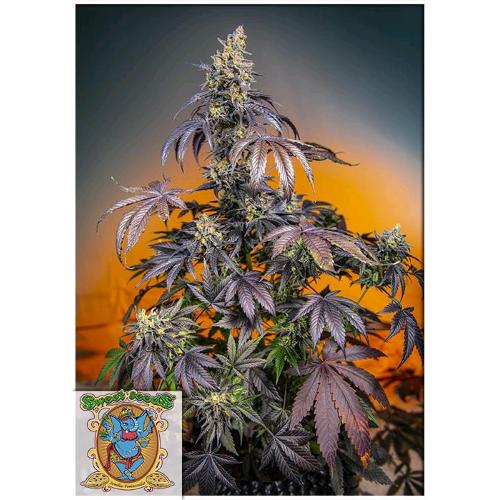 SWEET SEEDS - RED GORILLA XL AUTO - 3+1 SEEDS