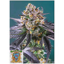 SWEET SEEDS - RED STRAWBERRY BANANA AUTO - 3+1 SEEDS