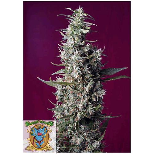 SWEET SEEDS - SWEET CHERRY PIE FEM - 5+2 SEEDS