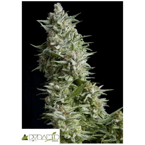 PYRAMID SEEDS - ALPUJARRENA AUTO 100 SEEDS