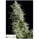 PYRAMID SEEDS - ALPUJARRENA AUTO 50 SEEDS