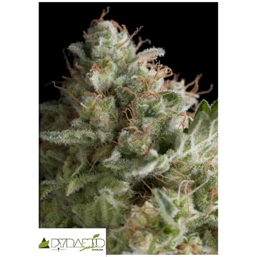 PYRAMID SEEDS - AMERICAN PIE FEM 100 SEEDS