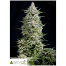 PYRAMID SEEDS - AMNESIA GOLD FEM 3 SEEDS