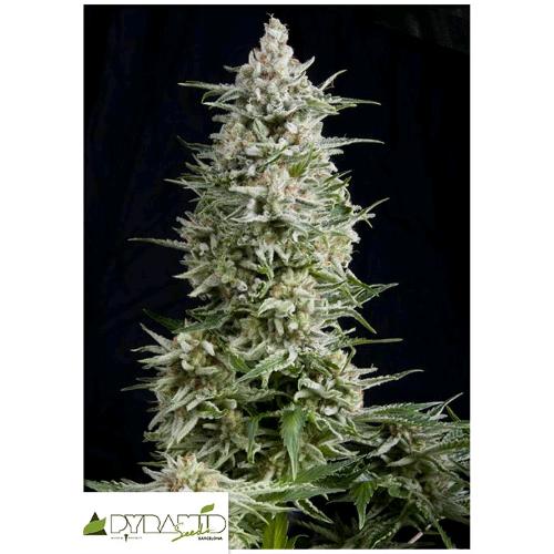 PYRAMID SEEDS - AMNESIA GOLD FEM 50 SEEDS