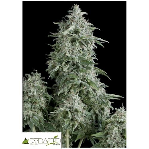 PYRAMID SEEDS - ANUBIS AUTO 100 SEEDS