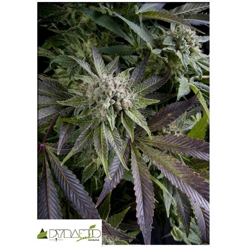 PYRAMID SEEDS - BLUE PYRAMID AUTO 100 SEEDS