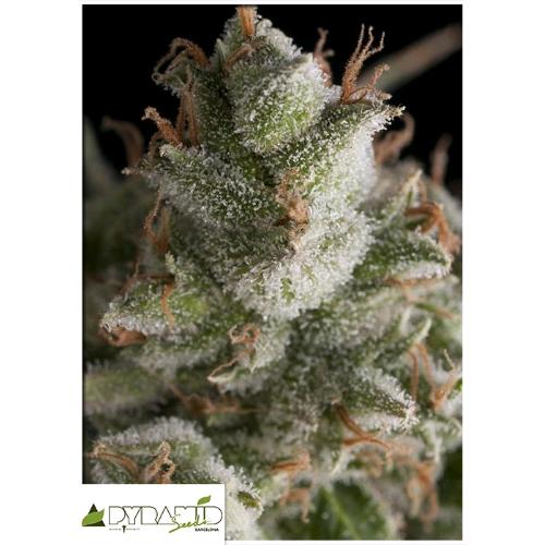 PYRAMID SEEDS - FRESH CANDY FEM 1 SEED