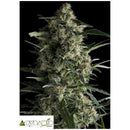 PYRAMID SEEDS - GALAXY FEM 5 SEEDS