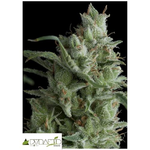 PYRAMID SEEDS - KRYPTONITE AUTO 5 SEEDS