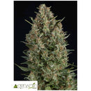 PYRAMID SEEDS - WEMBLEY FEM 5 SEEDS