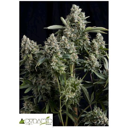 PYRAMID SEEDS - TUTANKHAMON AUTO 50 SEEDS