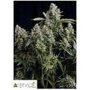 PYRAMID SEEDS - TUTANKHAMON FEM 50 SEEDS