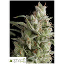 PYRAMID SEEDS - SUPER OG KUSH AUTO 100 SEEDS