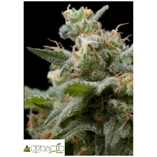 PYRAMID SEEDS - SUPER HASH FEM 5 SEEDS