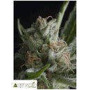 PYRAMID SEEDS - SHARK FEM 100 SEEDS