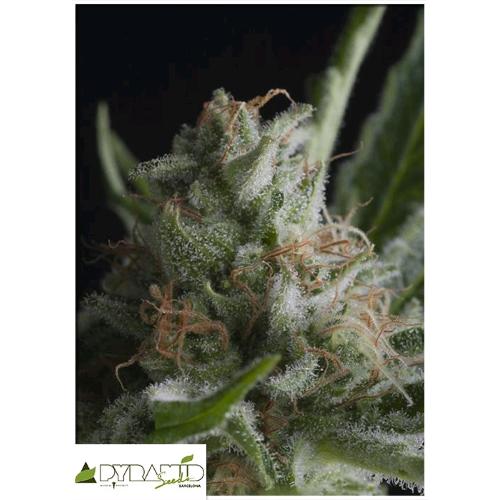 PYRAMID SEEDS - SHARK FEM 3 SEEDS