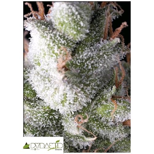 PYRAMID SEEDS - RAMSES AUTO 5 SEEDS