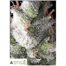 PYRAMID SEEDS - RAMSES FEM 100 SEEDS