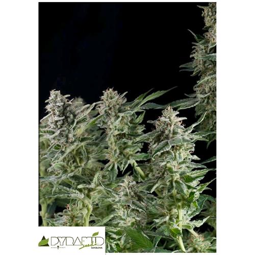 PYRAMID SEEDS - NORTHERN LIGHTS AUTO 3 SEEDS
