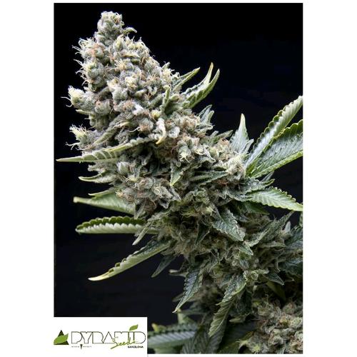 PYRAMID SEEDS - NEW YORK CITY AUTO 1 SEED