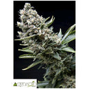 PYRAMID SEEDS - NEW YORK CITY AUTO 50 SEEDS