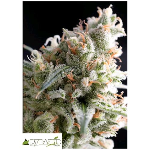 PYRAMID SEEDS - KUKULKAN FEM 3 SEEDS