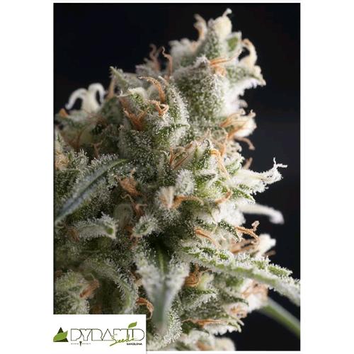 PYRAMID SEEDS - LENNON AUTO 3 SEEDS