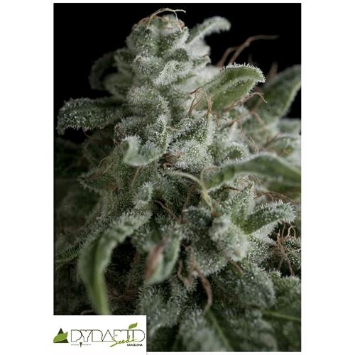 PYRAMID SEEDS - NEFERTITI FEM 5 SEEDS