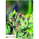 PYRAMID SEEDS - TAHOE CURE - 5+2 FREE