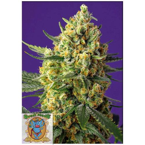 SWEET SEEDS - CRYSTAL CANDY XL AUTO -  BULK 25 SEEDS
